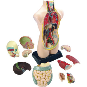 Educatief Menselijk Torso voor Kinderen – Interactief Anatomisch Model van 11 Onderdelen om het Menselijk Lichaam te Leren